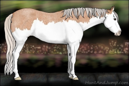 Horse Color:Silver Bay Roan Splash 