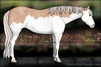 Horse Color:Silver Bay Roan Splash 
