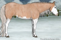 Horse Color:Silver Bay Roan Splash 