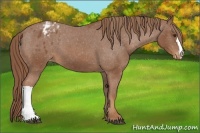 Horse Color:Chestnut Appaloosa