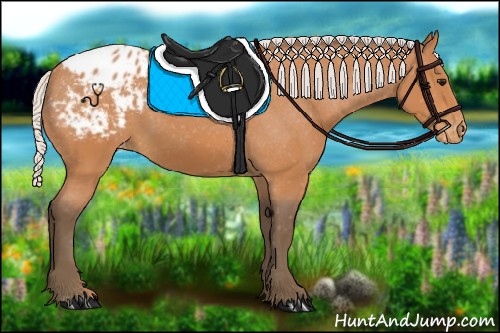 Horse Color:Silver Bay Appaloosa 