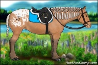 Horse Color:Silver Bay Appaloosa 