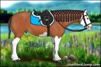 Horse Color:Bay Splash 