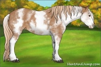 Horse Color:White Spotted Chestnut