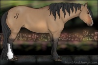 Horse Color:Bay Dun