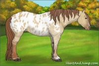 Horse Color:Red Dun Near Leopard