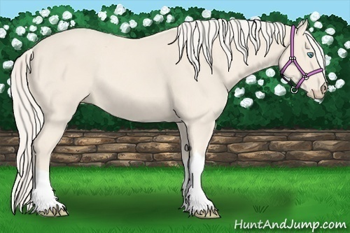 Horse Color:Cremello 