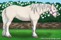 Horse Color:Cremello 