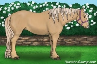 Horse Color:Palomino 