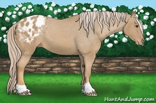 Horse Color:Palomino Appaloosa 