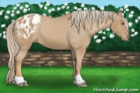 Horse Color:Palomino Appaloosa 