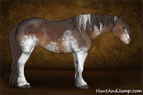 Horse Color:White Spotted Liver Chestnut