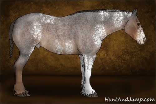 Horse Color:White Spotted Liver Red Roan