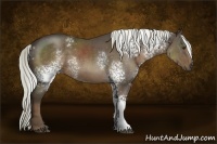 Horse Color:White Spotted Liver Chestnut Rabicano 