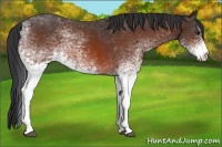 Horse Color:White Spotted Bay 