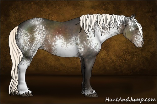 Horse Color:White Spotted Liver Chestnut Rabicano 