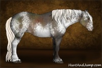 Horse Color:White Spotted Liver Chestnut Rabicano