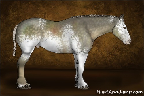 Horse Color:White Spotted Chocolate Palomino 