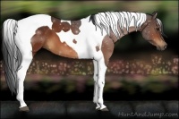 Horse Color:Bay Tobiano 