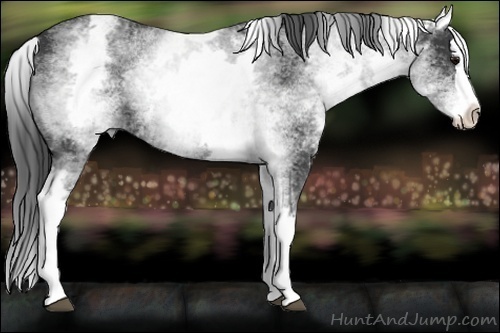 Horse Color:White Spotted Black Splash 