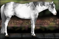 Horse Color:White Spotted Black Splash 