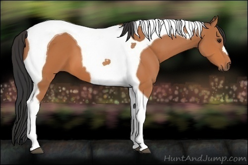 Horse Color:Bay Tobiano