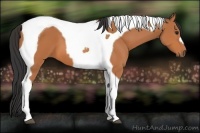 Horse Color:Bay Tobiano
