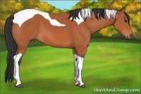 Horse Color:Bay Tobiano 