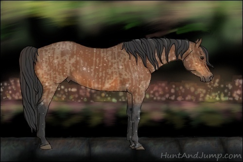 Horse Color:Buckskin Roan  and Bay 