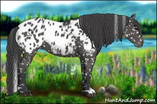 Horse Color:Black Appaloosa 