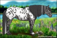 Horse Color:Black Appaloosa 