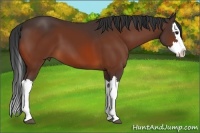 Horse Color:Bay Splash 