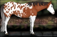 Horse Color:Bay Splash Appaloosa
