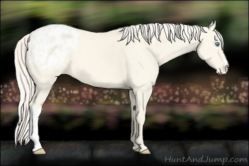 Horse Color:Cremello Dun Appaloosa 