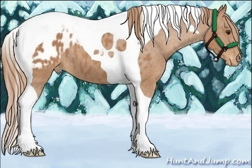 Horse Color:Chestnut Tobiano Blanket 