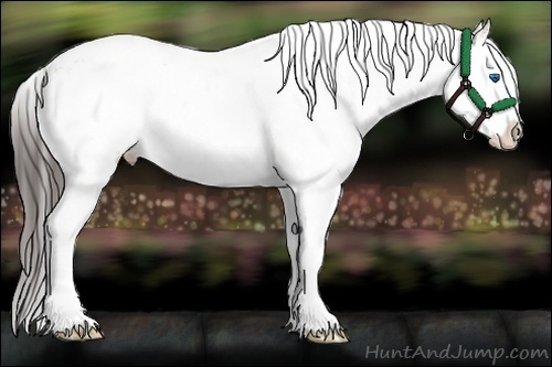 Horse Color:White Spotted Bay Splash Appaloosa 