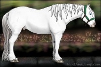Horse Color:White Spotted Bay Splash Appaloosa 
