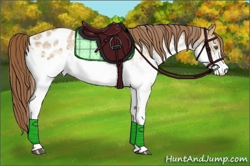 Horse Color:White Spotted Buckskin Dun Blanket