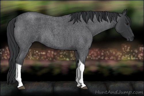 Horse Color:Blue Roan Tobiano 