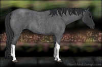 Horse Color:Blue Roan Tobiano 