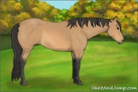 Horse Color:Buckskin 