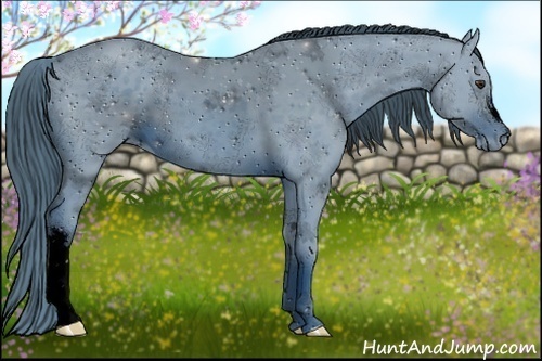 Horse Color:ERROR: UNKNOWN ANOMALY