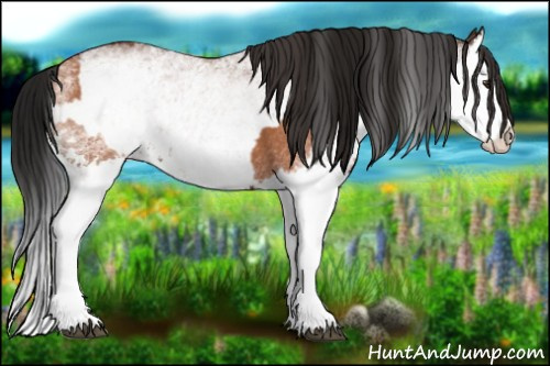 Horse Color:White Spotted Bay Splash and Gray White Spotted Bay Splash