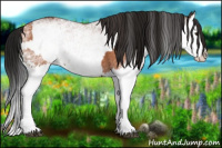 Horse Color:White Spotted Bay Splash  and Gray White Spotted Bay Splash 