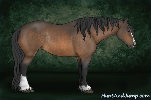 Horse Color:Buckskin Sabino Rabicano 