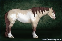 Horse Color:Chocolate Buckskin Roan Dun Sabino Frame 