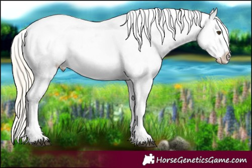 Horse Color:Palomino Near Leopard 