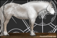 Horse Color:Gray Chestnut 