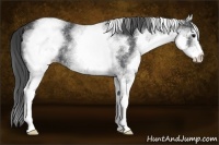 Horse Color:White Spotted Black Appaloosa Rabicano