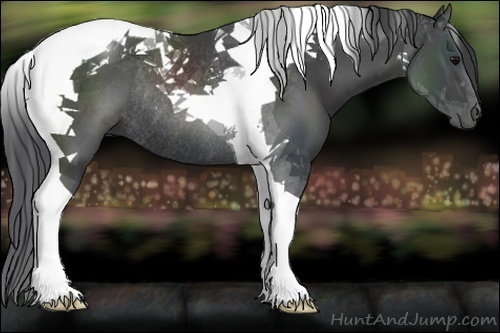 Horse Color:Black Tobiano Rabicano 